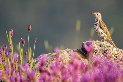 Mistle Thrush (Turdus viscivorus) perched on the ground amongst flowers, Madrid, Spain