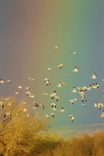 Snow Goose Chen caerulescens Bosque del Apache National Wildlife Refuge, New Mexico, United States