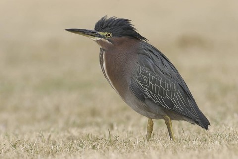 Green Heron (Butorides virescens), Arizona, USA