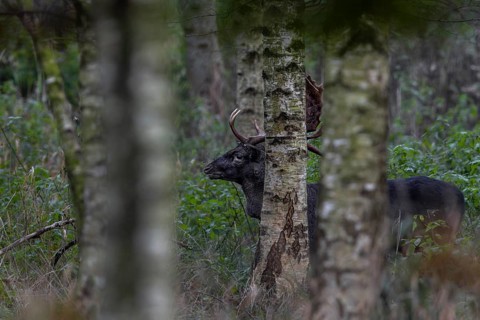 This year a black fallow deer (Dama dama) can often be observed on the rutting ground,