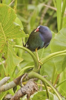 Purple Gallinule (Porphyrio martinica), Ecuador