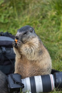 One adult Alpine Marmot, Marmota marmota, sitting next to a photographers lens, feeding on a carrot