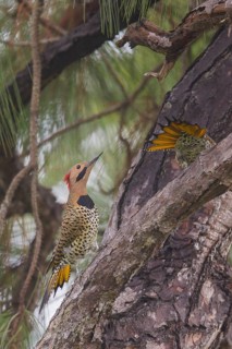 Northern Flicker (Colaptes auratus) perched on a branch in Cuba