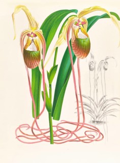 Orchid, Selenipedium caudatum, authentic reproduction of an illustration by Jean Jules Linden (1817