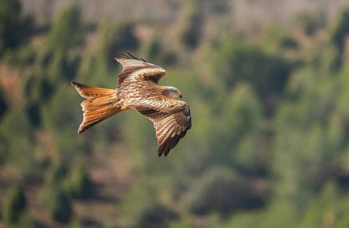 A stunning red kite spreads its wings as it gracefully glides over a lush green forest. The bird's