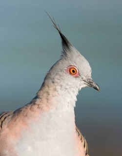 Crested Pigeon (Ocyphaps lophotes), Victoria, Australia