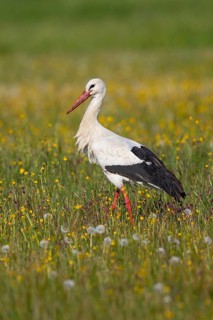 White stork (Ciconia ciconia), close-up, adult bird walking in a wetland through a colourful