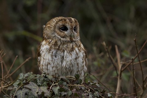 Tawny Owl (Strix aluco), Wales, United Kingdom