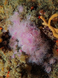 Strawberry anemone (Corynactis annulata)