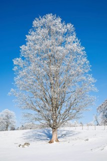 Snow covered birch tree forest in winter