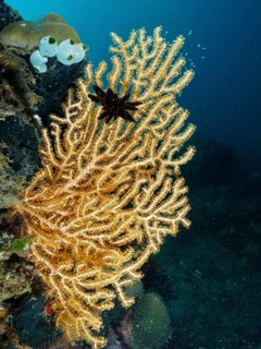 Fan-shaped Yellow gorgonian (Echinogorgia) in dark underwater world, dive site Prapat, Penyapangan,