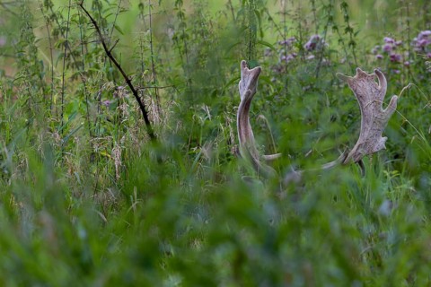The fallow deer (Dama dama) is still wearing its velvet antlers, in a few days it will sweep them,