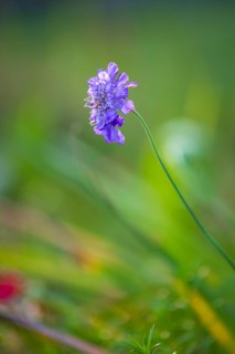 Delicate blossom of a scabiosa in the last evening light