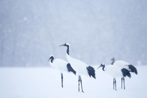 Red-crowned Crane (Grus japonensis) group, Hokkaido, Japan