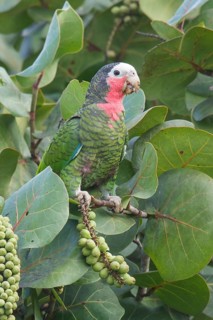 Cuban Parrot (Amazona leucocephala) perched on a branch in Cuba