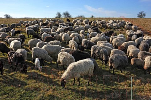 Sheep (Ovis gmelini aries), flock of sheep in the morning light on the pasture, Bentin,