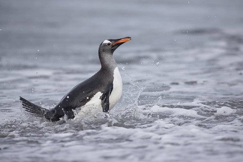 Gentoo Penguin (Pygoscelis papua) emerging from the surf, Sea Lion Island, Falkland Islands