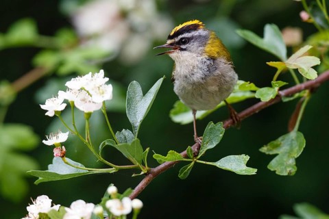 Common Firecrest (Regulus ignicapilla) singing, Asturias, Spain