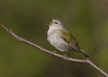 Tennessee Warbler, male