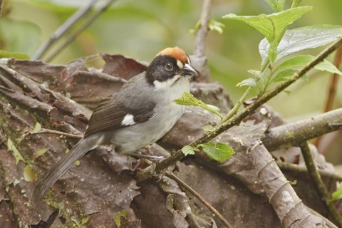 White-winged Brushfinch (Atlapetes leucopterus), Ecuador