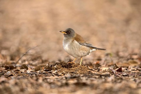 Pale Thrush (Turdus pallidus), Tokyo, Japan