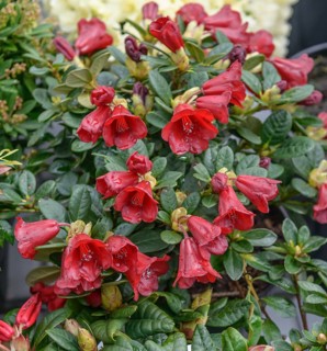 Forrest's Rhododendron (Rhododendron 'Carmen')