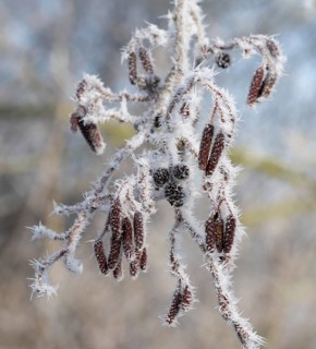Black alder (Alnus glutinosa), fruit stands with hoarfrost, shallow depth of field, Thuringia,