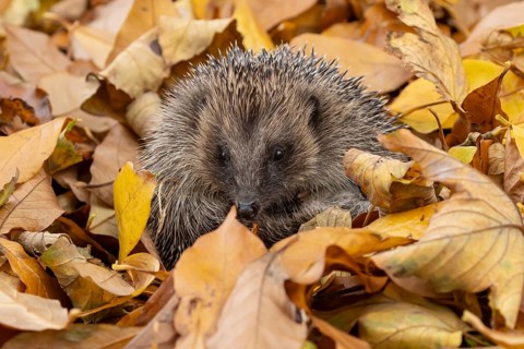 European hedgehog (Erinaceus europaeus) adult animal curled in a ball for hibernation on fallen