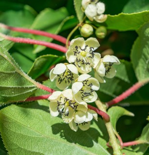 Hardy kiwi (Actinidia arguta), male flower,  Germany