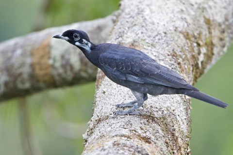 Bare-necked Fruitcrow (Gymnoderus foetidus) perched on a branch in Ecuador, South America