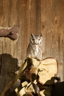 Southern White-faced Owl (Ptilopsis granti) captive, Germany