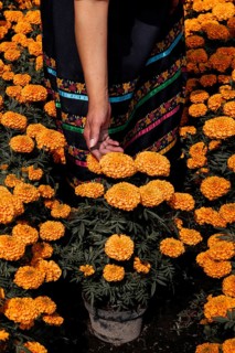A woman tends to vibrant cempasuchil flowers in Xochimilco, Mexico, traditionally used in Day of