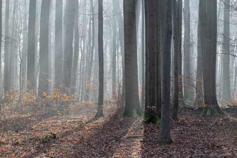 European beech (Fagus sylvatica), European beech forest in winter in backlight, morning mist,