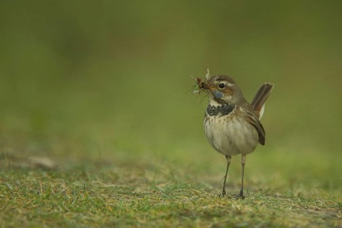 Female White-starred Bluethroat (Luscinia svecica cyanecula) with food in her beak on the ground,