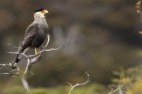 Southern Crested Caracara (Caracara plancus), Santiago Metropolitan, Chile