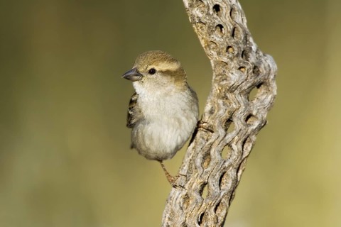 House Sparrow Passer domesticus Tucson, Pima County, ARIZONA, United States 14 March Adult Male