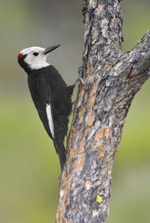 White-headed Woodpecker (Leuconotopicus albolarvatus), Oregon, USA