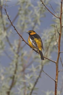 Bullock's Oriole (Icterus bullockii), British Columbia, Canada