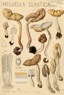 Mushroom, fungi, elastic laurel, Helvella elastica, syn. Leptopodia elastica, authentic
