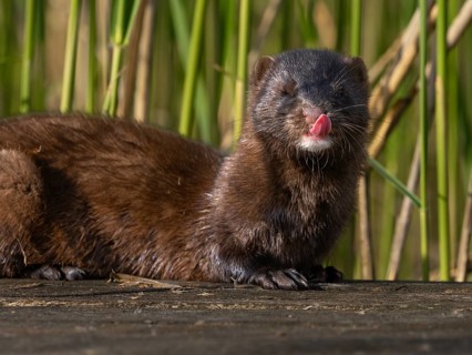 A mink sticks out its tongue