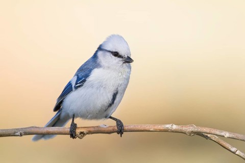 Azure Tit - Lasurmeise - Cyanistes cyanus ssp. koktalensis, Kazakhstan, adult male