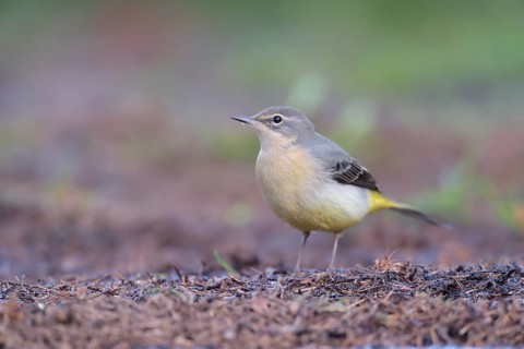 Western Yellow Wagtail (Motacilla flava flavissima) female, Netherlands