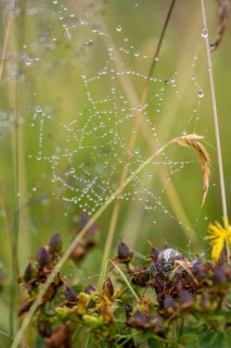 Cross spider, spider web with water drop, Switzerland