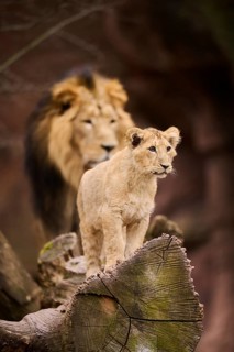 Asiatic lion (Panthera leo persica) male with his cub, captive