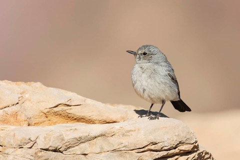 Blackstart (Oenanthe melanura), Eilat, Israel