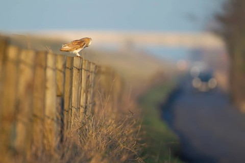 Barn owl (Tyto alba) adult bird perched on a roadside fence with cars driving along the road,