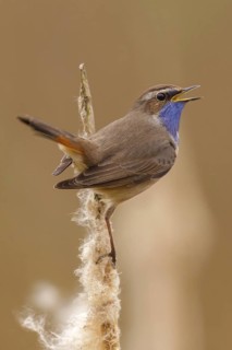 Bluethroat (Luscinia svecica cyanecula) male singing, Utrecht, Netherlands