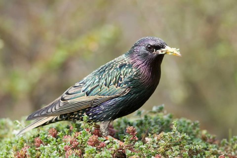 Common Starling (Sturnus vulgaris) male, Bavaria, Germany