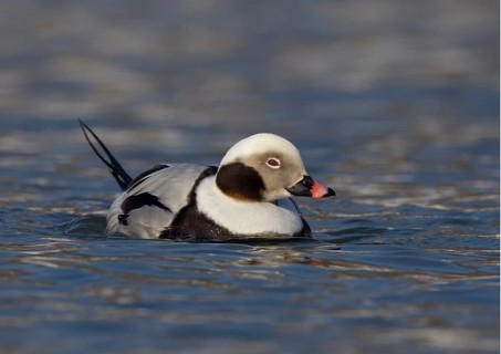Long-tailed Duck (Clangula hyemalis) male, Ohio, USA