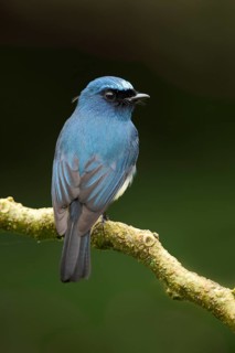 Indigo Flycatcher (Eumyias indigo) perched on a branch, Sabah, Malaysia